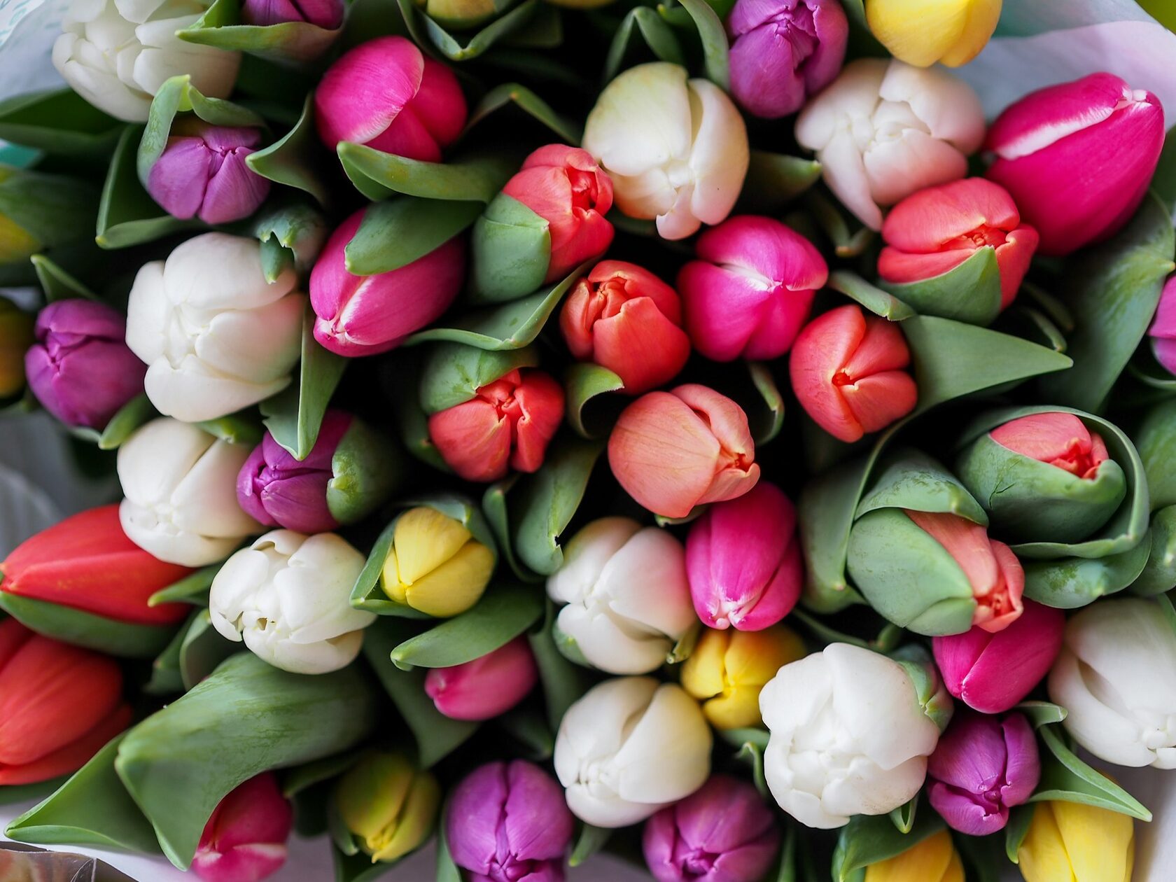 Bouquet de tulipas coloridas da primavera