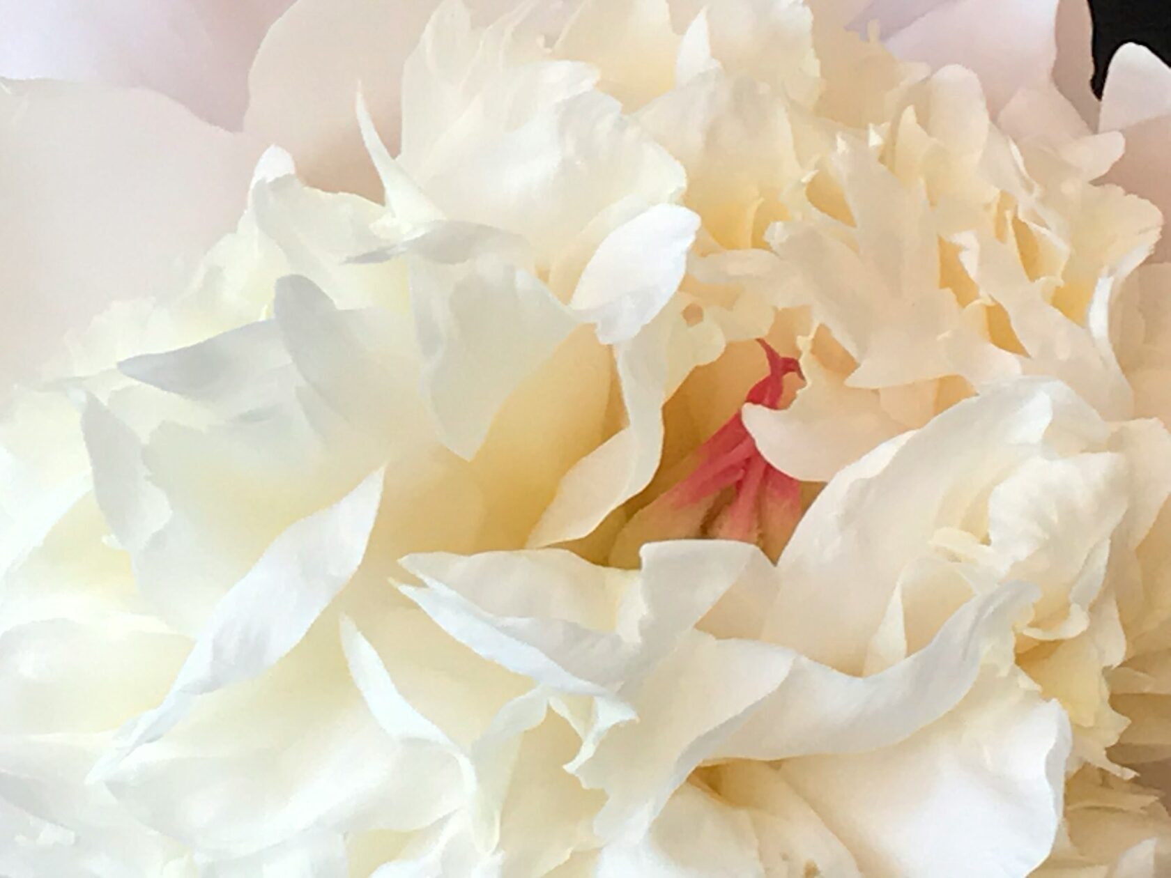 Arranjo floral com peónias brancas